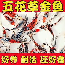 �廨�m���ݽ��~�^�p�~��ˮ�Ꭷ���B�ͻ�С�͵�ˮ��ɫ����С�~���