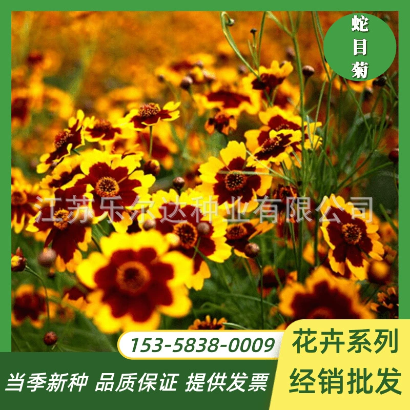 Семена хризантемы Змеиный глаз клумба двор балкон семена цветов в горшках весна и осень Four Seasons балкон в горшке легкий посев