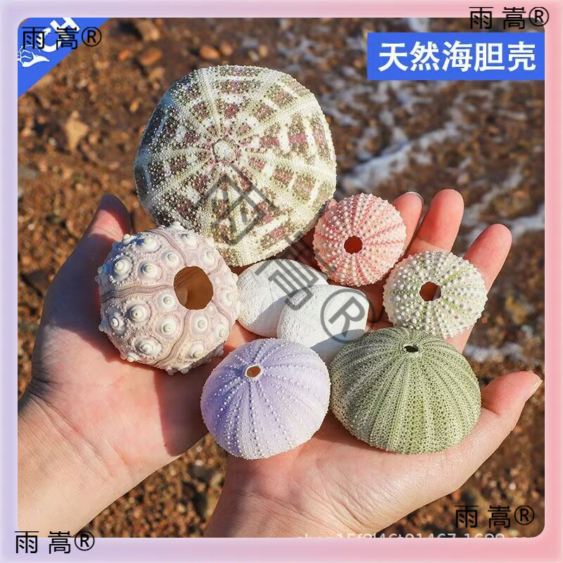 Natural Conch Shells Sold by the Pound, Small Starfish, Hermit Crab Replacement Shells, Fish Tank Landscaping, Drift Bottles, Hand-Painted Materials Natural Conch Shells Sold by the Pound, Small Starfish, Hermit Crab Replacement Shells, Fish Tank Landscaping, Drift Bottles, Hand-Painted Materials