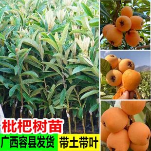 Loquat Saplings, Large Five-Star Loquat Saplings, Grafted Evergreen Fruit Saplings, Southern and Northern Potted Fruit Saplings with Soil