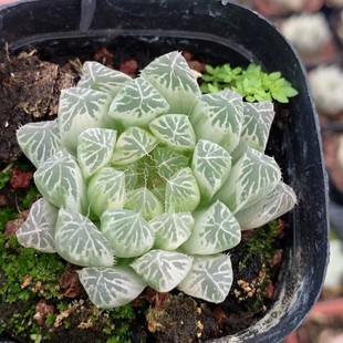 White Spot Jade Dew Brocade Japanese Green Plant Potted Landscape Succulent Plant Greenhouse Wholesale Agave Cactus Twelve