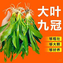 �ʹ�ˮ������Źڴ��~�G�Ź��~��ˮ��ֲ��������֑����쾰���