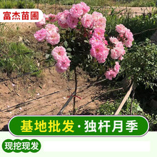 东北独杆月季蔷薇鲜花月季树高杆月季 多季开花 现挖现发基地批发