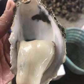 贝类;水产干货类