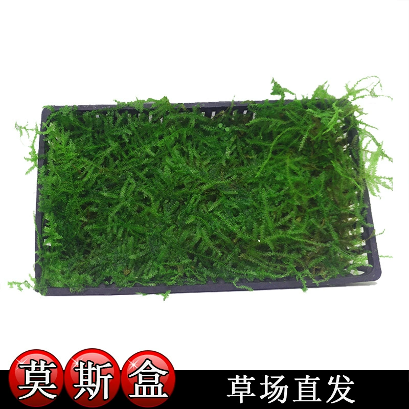 Луговяжьи прямые волосы объемный мох водные растения аквариум Ландшафтный Большой треугольник мох коробка