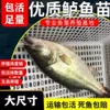 10% off on 4 extra large bass fry of 16-20 cm