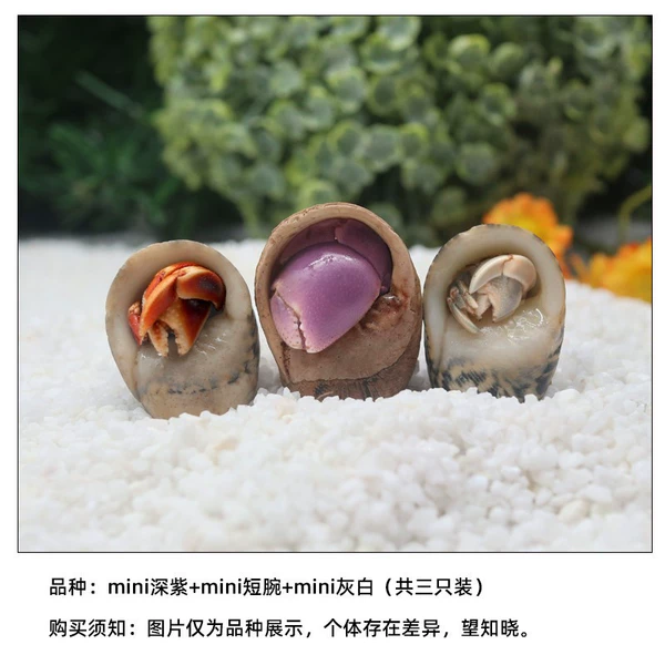 Mini (deep purple + short wrist + gray-white) 3 units [2-3cm]