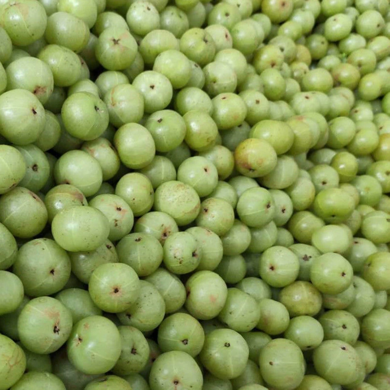 Сладкое масло и Gan Exhibition Stall Специальные продукты Chaoshan Сладкое масло и Gan Oil и Gan Fruit Провинция Гуандун Почтовые масла и Gan Fruit