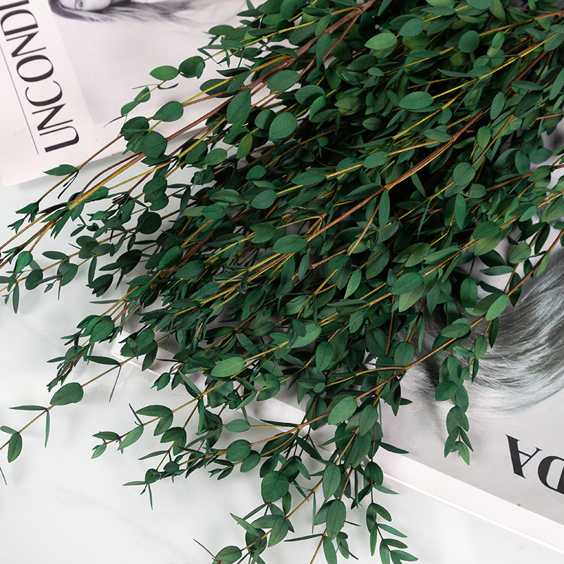 녹색으로 아름다운 잎 100g