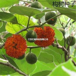 ɢ�b�s������N�� ���Ҙ�ɳ���� ��������������ӹ�ľ�ȝ{�����l