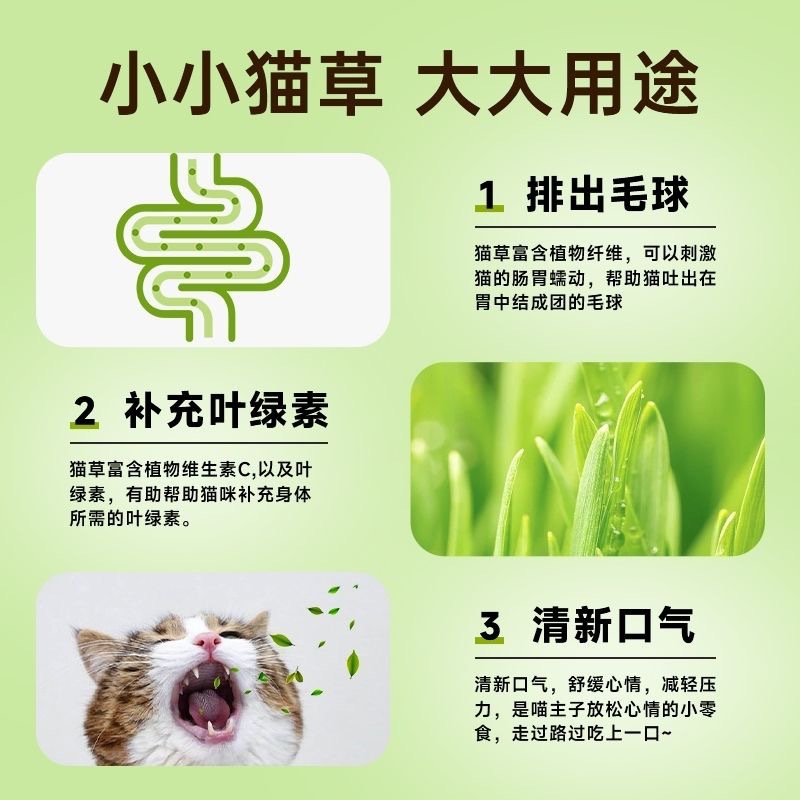 Nueva caja de hierba para gatos, caja hidropónica, bandeja para plántulas de semillas de trigo, hierba hidropónica sin suelo, menta para gatos, bocadillos para gatos