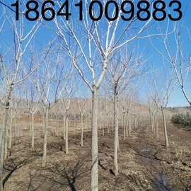 黄菠萝黄柏黄菠萝树苗黄柏树耐寒落叶乔木园林绿化树苗