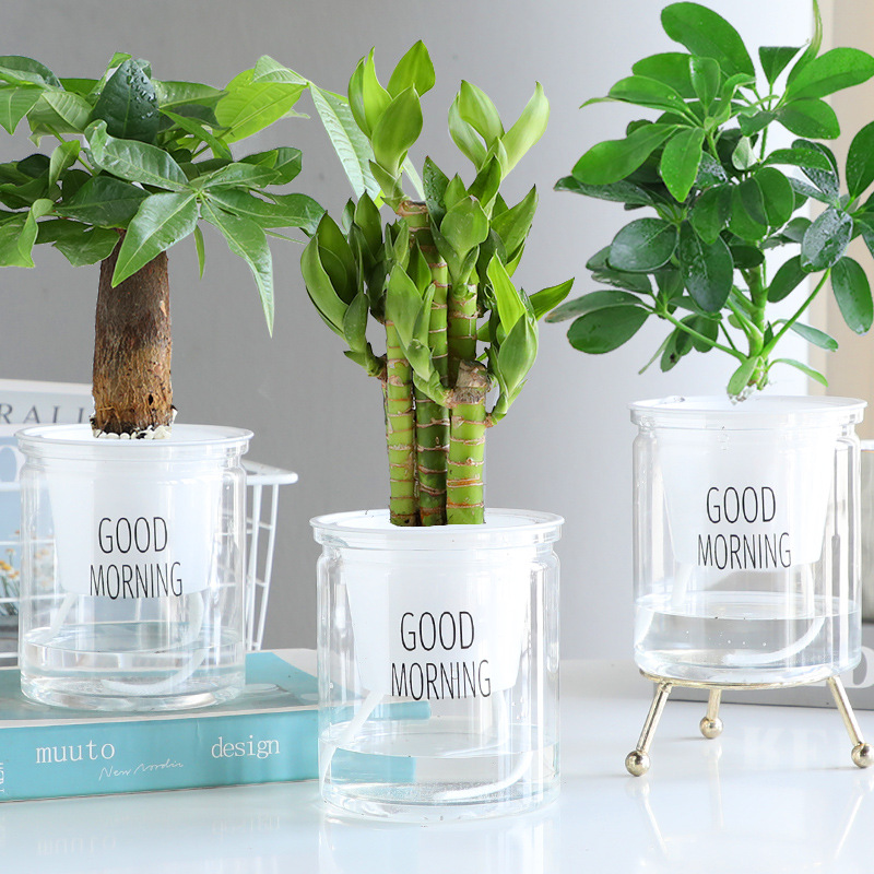 [부자조합] 돈나무 + 행운죽 + 사방에서 오는 부 + 무료비료