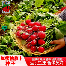 红珍珠红樱桃萝卜种子红丁罗卜种籽四季播种高产蔬菜种孑阳台盆栽