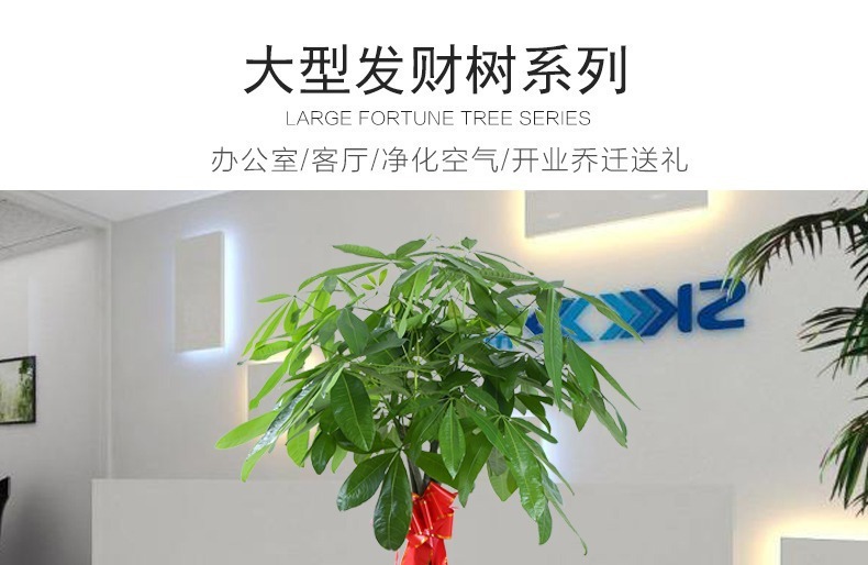 ��������ͼ�����ڻ��� �辰ֲ�� ���������� �������⻨�� ��