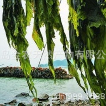 ����ֱ����ˮ������ȹ���˷� �決ԭ��ԭ����ˮȹ���˷ۺ����˷�