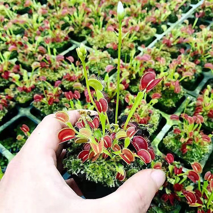 Venus flytrap clip taille 1-2cm