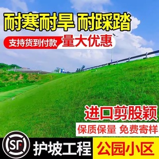 High-grade creeping shear Yingbente a4 grass seed lawn seed courtyard villa dedicated high-grade evergreen treadmill