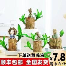 水培巴西木幸运木迷你小盆栽格鲁特办公室内绿植物水养树桩带芽苞