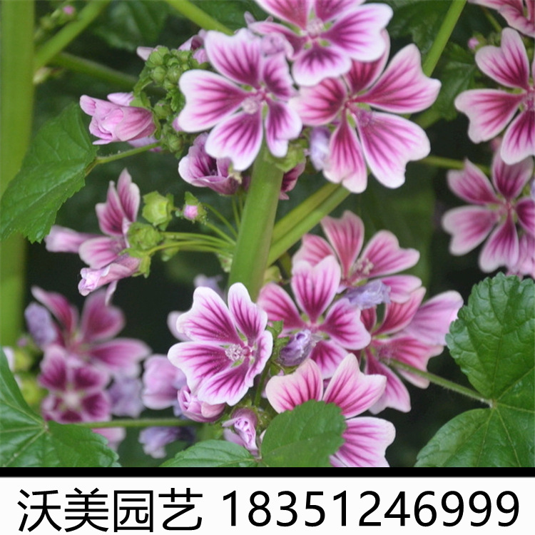 锦葵基地批发180杯苗锦葵花园花坛开花绿植花镜造景适应性强 种苗花卉网