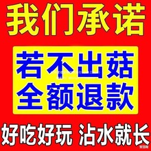 羊肚菌菌种包自种野生新鲜菌种植培种技术金针菇蘑菇高产可食用Q