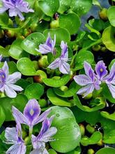 �B�~�B���~��С��Ƽˮ��ˮܽ��ˮ��ˮ��ֲ��N�����׾Gֲˮ���쾰