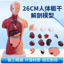 人体模型 26CM躯干 人体内脏解剖模型 医学教具骨骼儿童益智玩具
