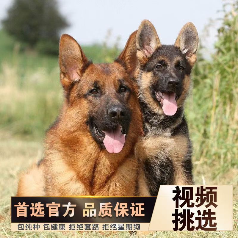 纯种德国牧羊犬幼犬活体德牧工作犬护卫犬弓背平背德牧宠物犬批发