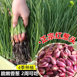 花盆容器;蔬菜种子;土壤检测仪器