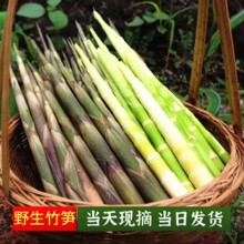 野生现挖拔笋江西黄泥新鲜毛鲜当季蔬菜水竹笋小甜野生泡剁椒商用