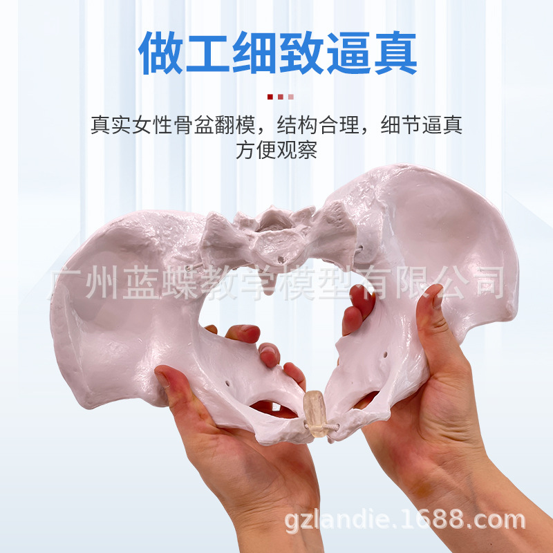 ��������̥����������ʾ��ģ�͸����ƿɻŮ�Թ���������ʾ�̾�