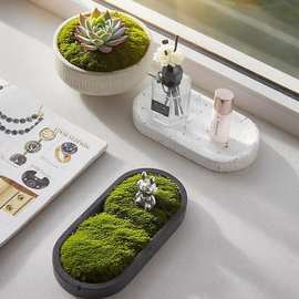 Bring Nature Home 洞石绿植苔藓培养皿托盘家居多肉植物盆景托盘