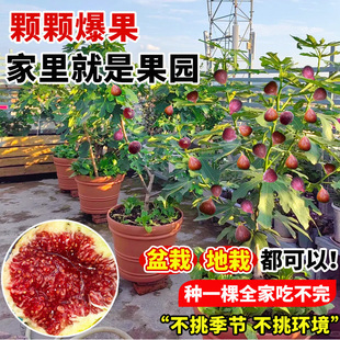 �o����������ش�����ļ����԰�����ͥԺ�����t����Y�����r���