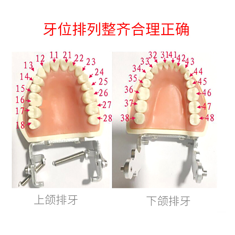 Práctica dental resina de partículas dentales dispersa simulación de partículas dentales de resina dientes aislados dientes enteros 28 / 32 partículas dentales