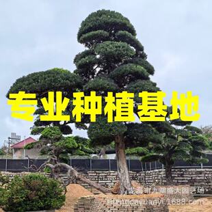 �㽭�����_�h���辰 �ձ��_�h�����l ӭ���� ���a�_�h�ɴ��r��