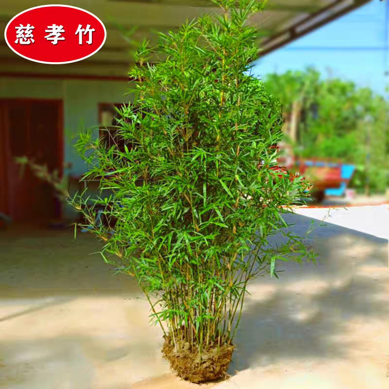 Clustered Bamboo Courtyard Outdoor Large Feng Shui Bamboo Four Seasons Small Indoor Potted Phoenix Tail Bamboo Balcony Rice Bamboo