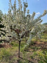 �Ĺڻ���Ԫ���Ĺڻ������Ĺ٘��Ĺڹ�����