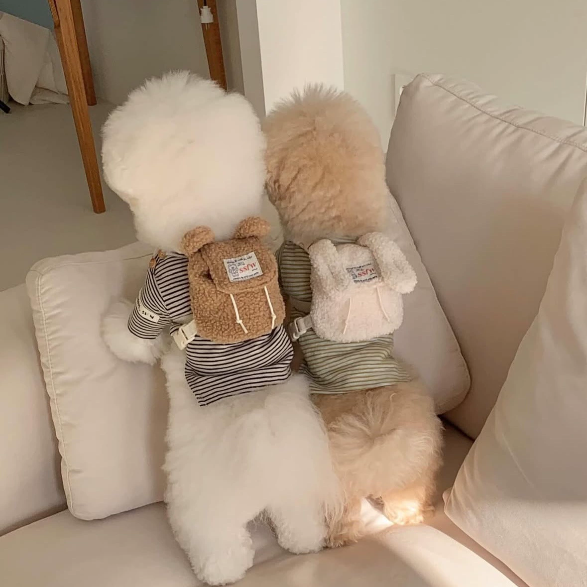 Ins маленькие собаки кошки выходят на домашнее животное