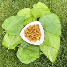 其他药食同源;软体类