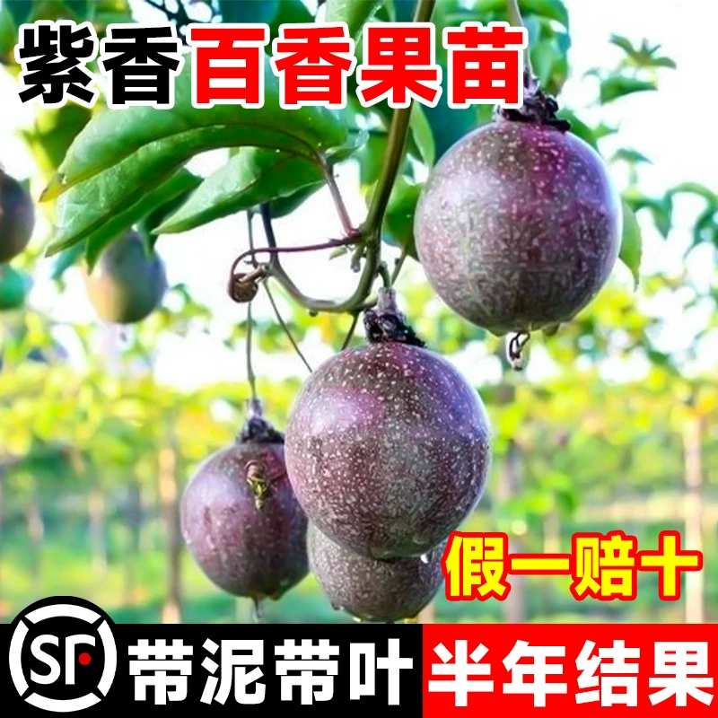 Фиолетовый маракуйя привит саженцы в течение четырех сезонов