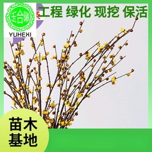 批发红玉兰花干枝条桃枝鲜活水培水养红梅花腊梅花泡水开花桃树