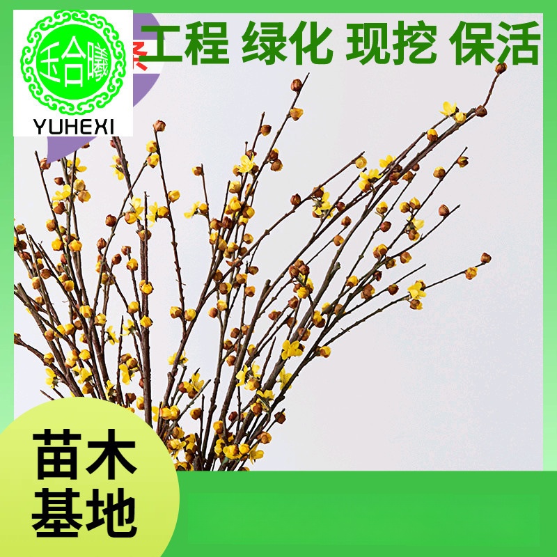 批发红玉兰花干枝条桃枝鲜活水培水养红梅花腊梅花泡水开花桃树