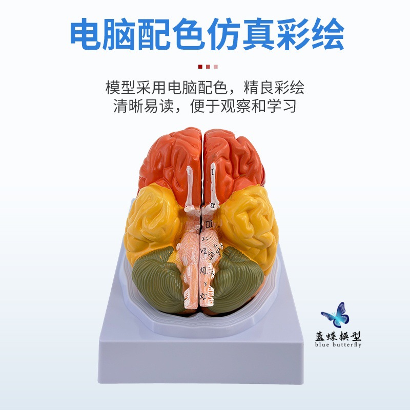 ��ѧ��������1:1���Թ��ܷ���ģ��ɫ����ģ�� ��ģ��Ƥ�����ģ��