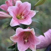 25���M���F�ڰٺϷN������ٺϾG�@���_ ���� ��ɫ�ؑ� LO- Cali