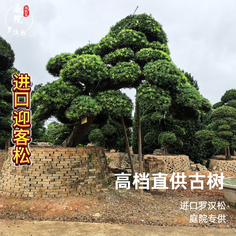 园林植物绿化苗木绿化树进口造型罗汉松迎客松高度基地直供古树