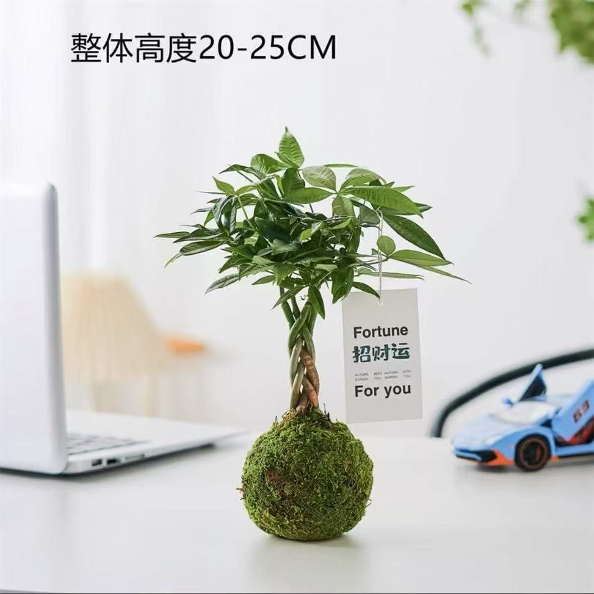 Quả bóng rêu cây tiền năm bện (không bao gồm chậu)