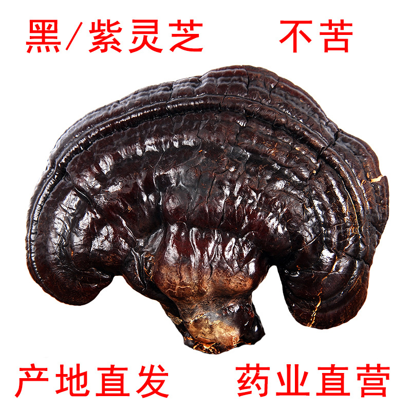 黑灵芝批发山东长白山灵芝产地源头直供