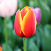 Tulip species ball flower seed seed seed seed seeds are easy to live cold water resistance to soil cultivation pots and pots of imported heavy petal balls in the Netherlands