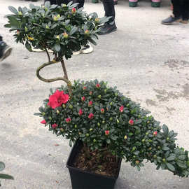 福建花卉永福花卉杜鹃花造型盆景室内四季盆栽盆景