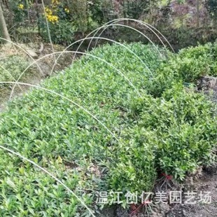 ���N���Në�N�����N ����ֱ���ر�ֲ�� ���Nֲ��G��